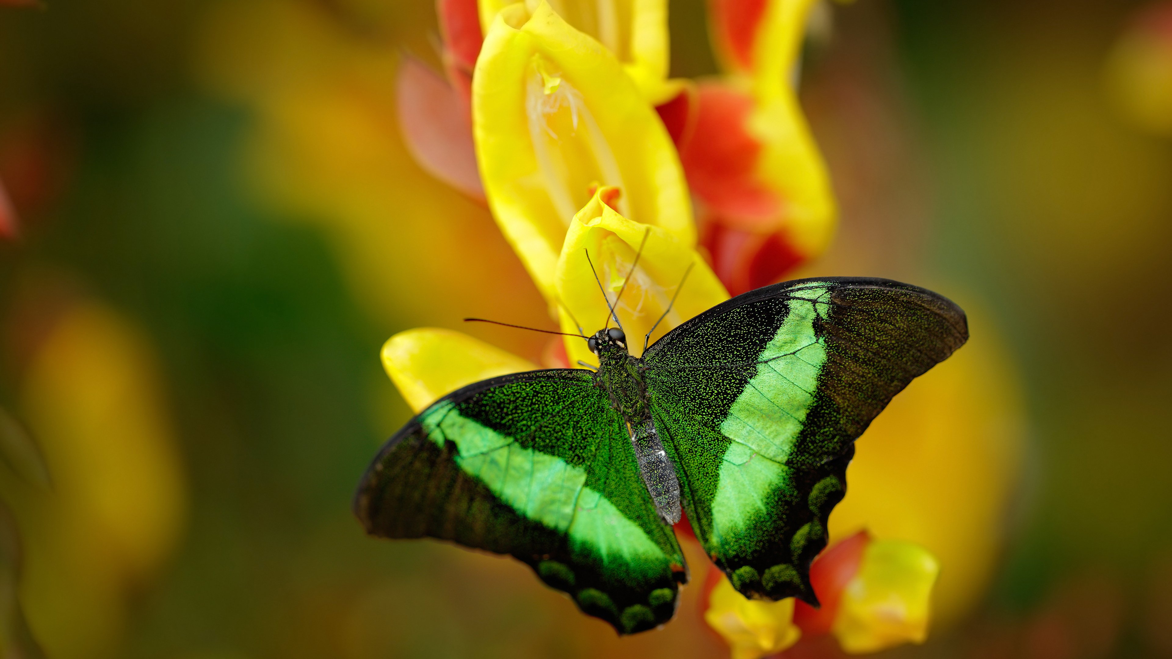 极速与极静,F1街道赛之夜的胜负手伦纳德