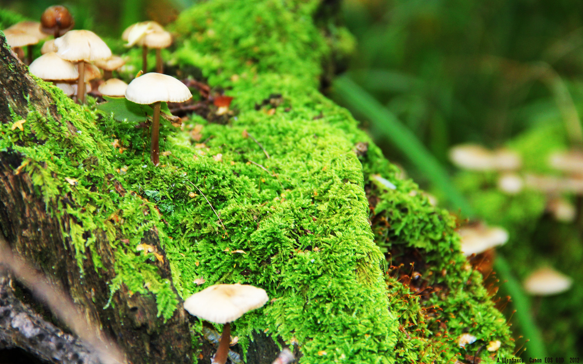 阿克生死簿，抢七之夜的终极审判