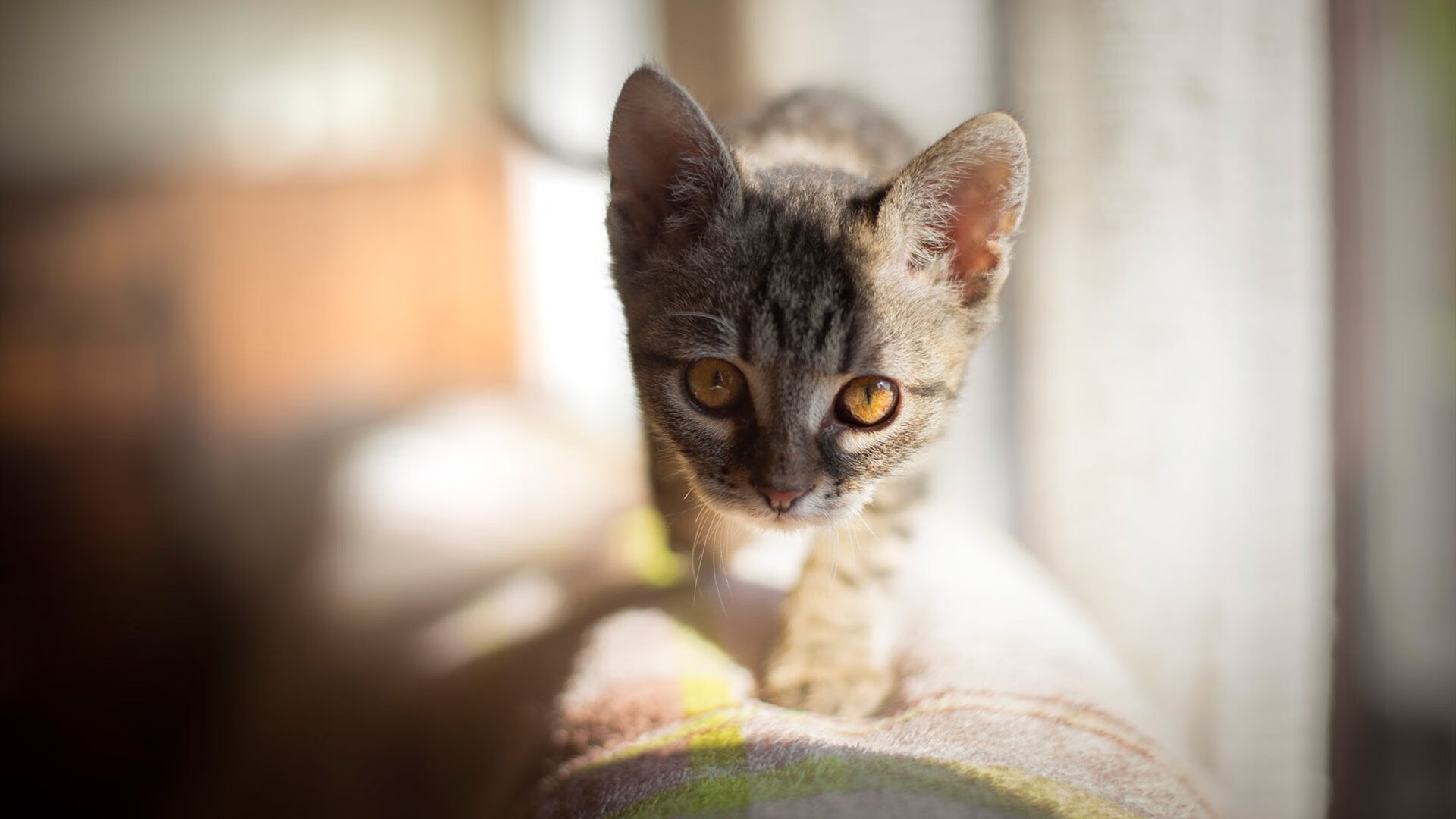 时空裂痕中的埃及神话与皮克的NBA总决赛狂想曲