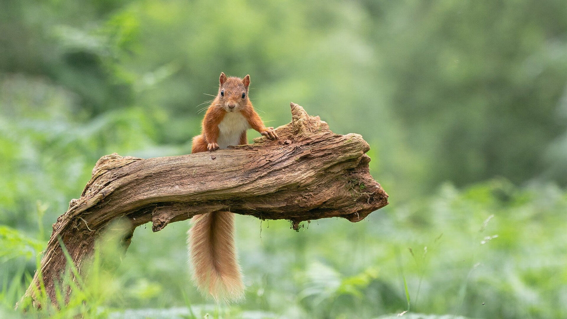 灵魂之战,脚下的英超,掌中的NBA