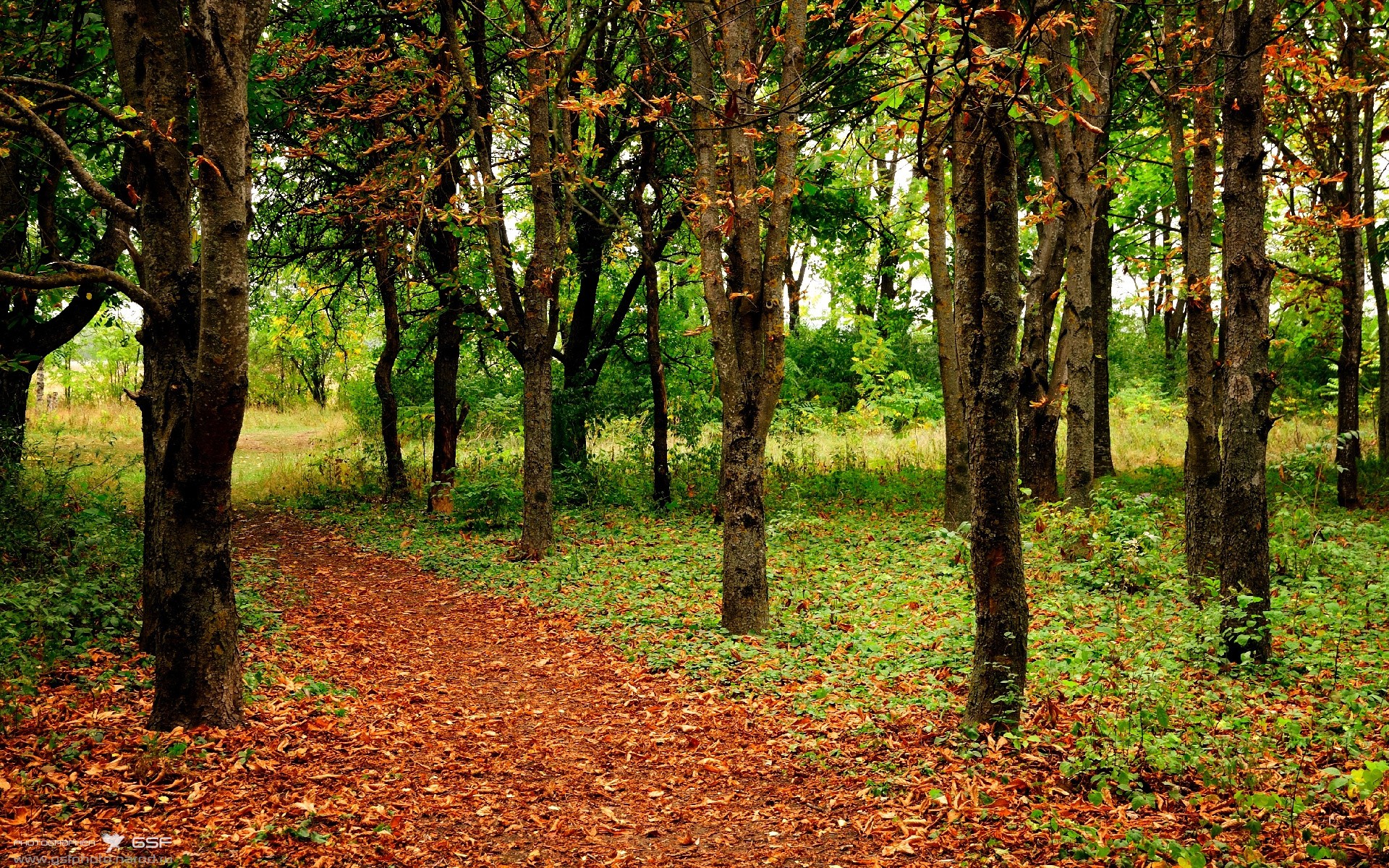 巴黎之殇,爆裂无声,奥利维耶的觉醒与红军火力网的窒息统治