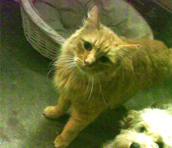 哈利伯顿巨星价值凸显,步行者节奏掌控力克湖人