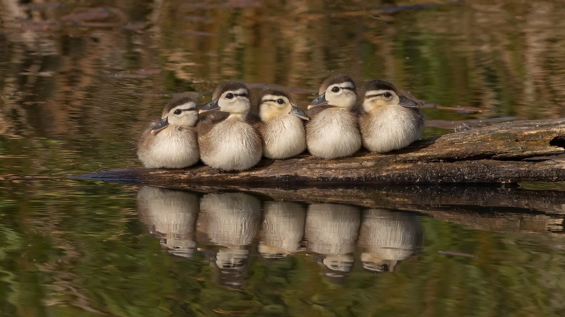锡安刷新联赛得分纪录，深圳男篮加时鏖战力克吉林