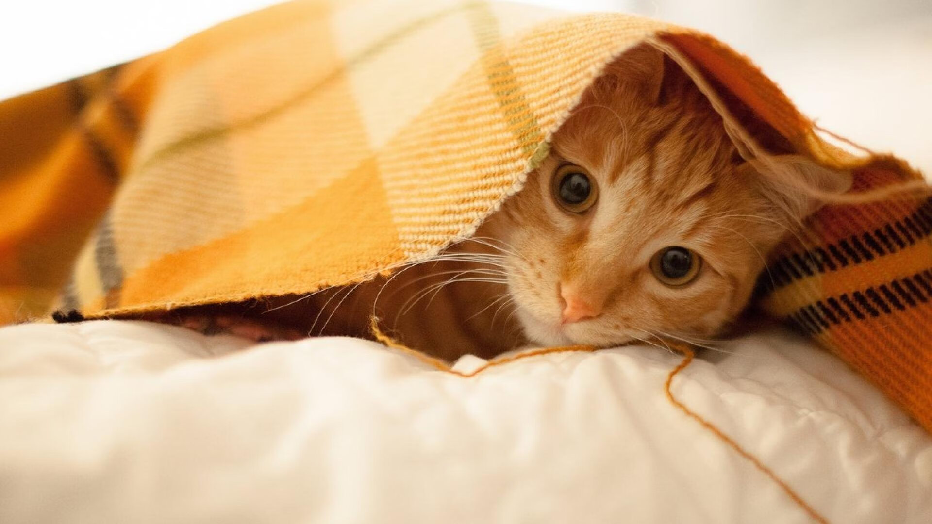 开云APP-沉默边缘人的终极爆发，爱德华兹让总决赛黑夜亮如白昼