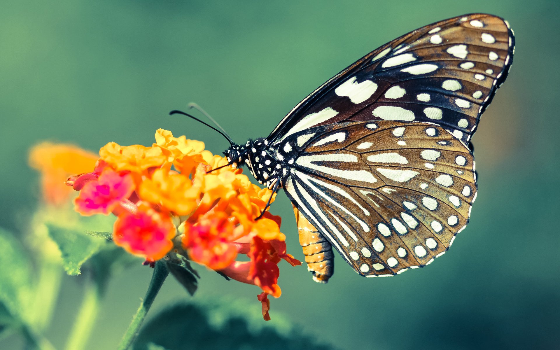 舞台聚光灯下，当步行者遇见独行侠，谁将化身今夜的布克？