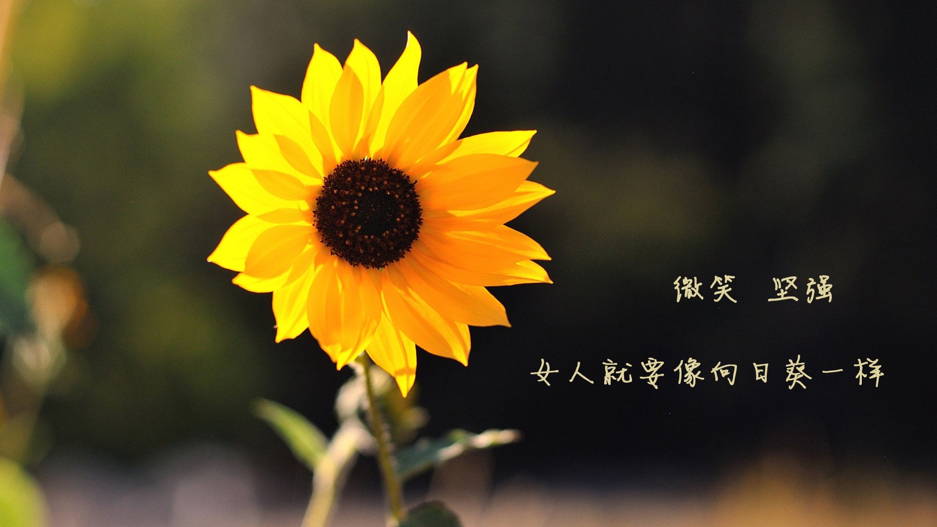 开云下载-萨拉赫带动全队节奏，拉齐奥在法国提前终结悬念