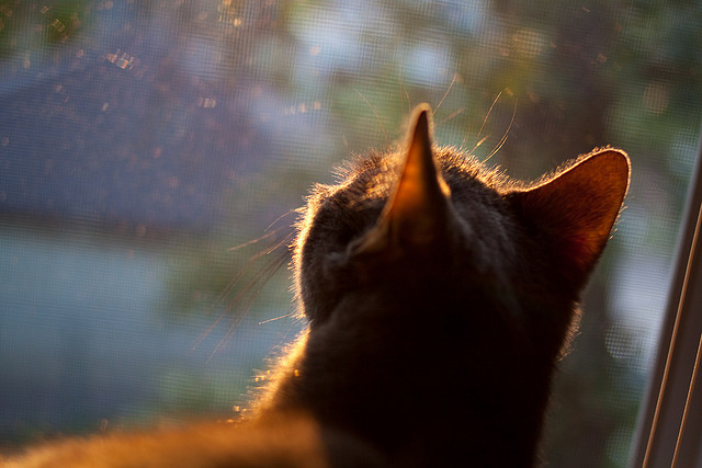 迪亚斯惊艳两球!马赛闪电战降服床单军团